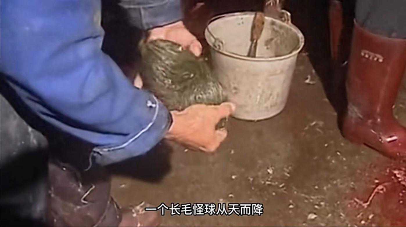 江西屠户杀猪发现长毛怪球，村民说能卖百万，专家看后说不值钱